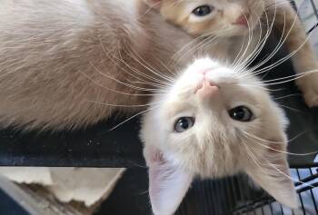 Orion -  Domestic Short Hair Cat for Adoption in Diamond Springs, California - Orion | PetCurious