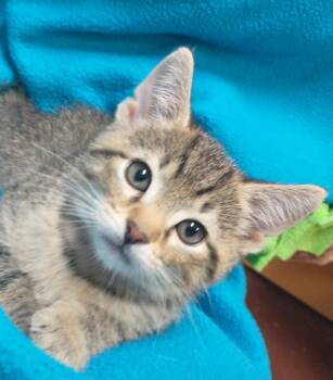 Domestic Short Hair Cats Available for Adoption in Tomah, Wisconsin - Arcadia | PetCurious