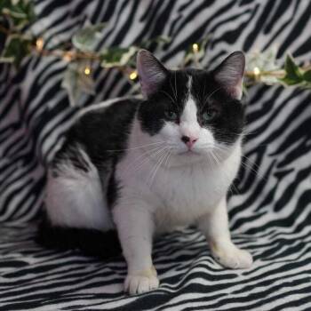 Domestic Short Hair Cats Available for Adoption in Wheaton, Illinois - S