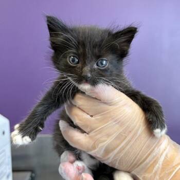 Mustard -  Domestic Long Hair Cat for Adoption in Salt Lake City, Utah - Mustard | PetCurious