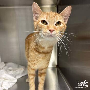 Domestic Short Hair Cats Available for Adoption in Washington, District Of Columbia - Cheeto | PetCurious