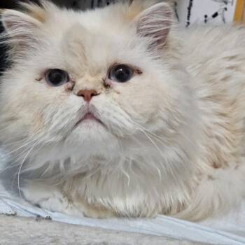 Shaggy -  Persian Cat for Adoption in Belle Isle, Florida - Shaggy | PetCurious