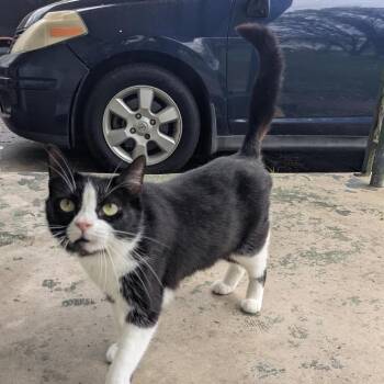 American Shorthair Cats Available for Adoption in Mount Vernon, Arkansas - Callie | PetCurious