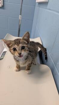 Mumford -  Domestic Short Hair Cat for Adoption in Evansville, Indiana - Mumford | PetCurious