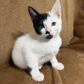 Vivi -  Domestic Short Hair Cat for Adoption in Spokane, Washington - Vivi | PetCurious