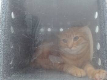 Rescue Domestic Short Hair Cats for Adoption in Orlando, Florida - SONNY | PetCurious