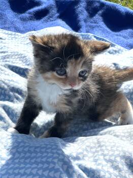 American Curl Cats Available for Adoption in Richmond, Kentucky - Mimosa | PetCurious