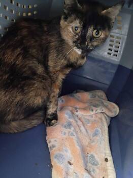 River -  Domestic Short Hair Cat for Adoption in Cromwell, Kentucky - River | PetCurious