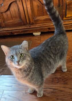 Ace -  Domestic Short Hair and Tabby Cat Available for Adoption in Columbus, Minnesota - Ace | PetCurious