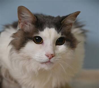 HENRY -  Domestic Long Hair Cat for Adoption in Loveland, Colorado - HENRY | PetCurious