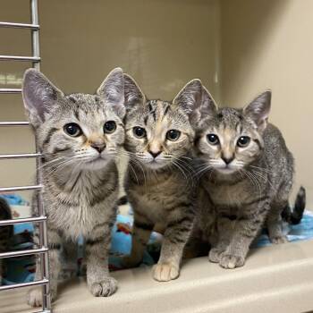 Domestic Short Hair Cats Available for Adoption - Cheesy Bread | PetCurious