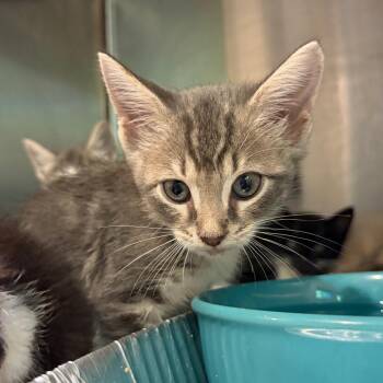 Craig -  Domestic Short Hair Cat for Adoption in Cumming, Georgia - Craig | PetCurious