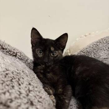 Tortie -  Domestic Short Hair Cat for Adoption in Chamblee, Georgia - Tortie | PetCurious