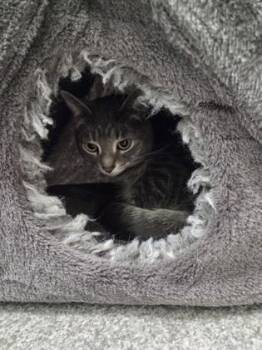 Domestic Short Hair Cats Available for Adoption - Bluey | PetCurious