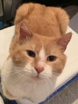 Domestic Short Hair Cats Available for Adoption in Pickering, Ontario - Milton | PetCurious