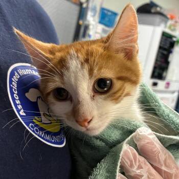 Blue (In foster) -  Domestic Short Hair Cat for Adoption in Newark, New Jersey - Blue (In Foster) | PetCurious