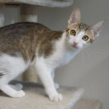 Zora -  Domestic Short Hair Cat for Adoption in Fountain Hills, Arizona - Zora | PetCurious