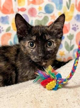Obsidian -  Domestic Short Hair Cat for Adoption in New Orleans, Louisiana - Obsidian | PetCurious