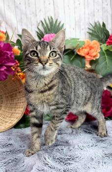 River AKA River Rat -  Domestic Short Hair Cat for Adoption in Ocean Springs, Mississippi - River AKA River Rat | PetCurious