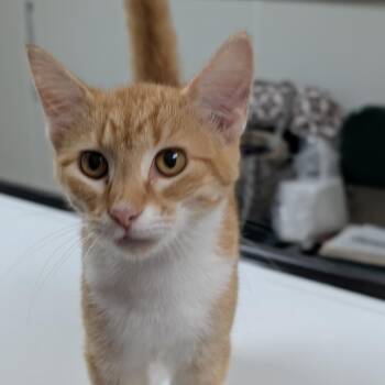 Sarah -  Domestic Short Hair Cat for Adoption in Peoria, Illinois - Sarah | PetCurious