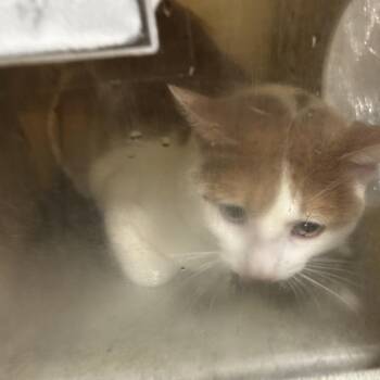 Toodia -  Domestic Short Hair Cat for Adoption in Philadelphia, Pennsylvania - Toodia | PetCurious