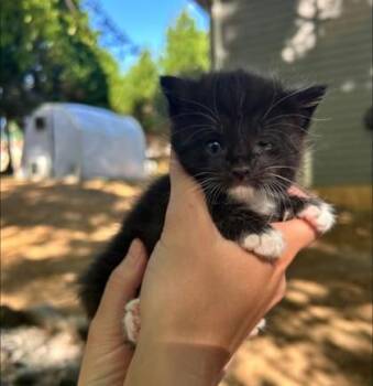 Domestic Short Hair Cats Available for Adoption in Lawrenceville, Georgia - Bon Jovi | PetCurious