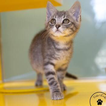 Hot Tamale -  Domestic Short Hair Cat for Adoption in Abilene, Texas - Hot Tamale | PetCurious