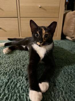 Lilo -  Domestic Short Hair and Calico Cat for Adoption in Salisbury, North Carolina - Lilo | PetCurious