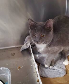 Rescue Domestic Short Hair Cats for Adoption in Brighton, Michigan - Pingree | PetCurious