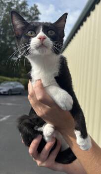 Rescue Domestic Short Hair Cats for Adoption in Greensboro, Georgia - Quilt - Athens GA | PetCurious