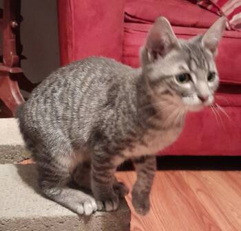 Shadow -  Manx Cat for Adoption in Silverton, Oregon - Shadow | PetCurious