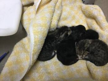MANON -  Domestic Short Hair Cat for Adoption in Riverside, California - MANON | PetCurious