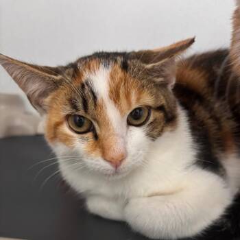 Joan of Ark -  Domestic Short Hair Cat for Adoption in Franklin, North Carolina - Joan Of Ark | PetCurious