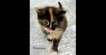 Tiramisu -  Domestic Short Hair Cat for Adoption in Chalfont, Pennsylvania - Tiramisu | PetCurious