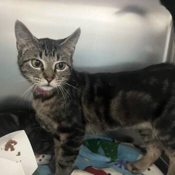 Domestic Short Hair Cats Available for Adoption in Lakeland, Florida - Lemur | PetCurious