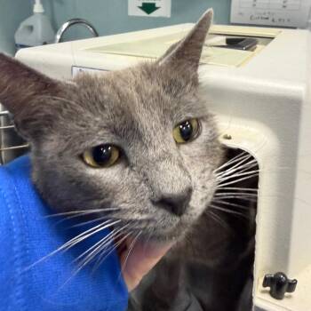 Gulper Eel / Mama Luna -  Domestic Short Hair Cat for Adoption in Greensboro, North Carolina - Gulper Eel / Mama Luna | PetCurious