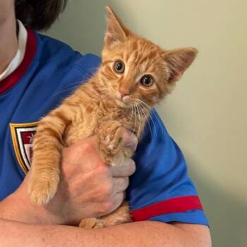 Theodore -  Domestic Short Hair Cat for Adoption in Goshen, Indiana - Theodore | PetCurious