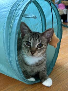 Pierre -  Tabby Cat for Adoption in Grand Rapids, Michigan - Pierre | PetCurious