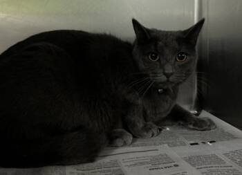 Rescue Domestic Short Hair Cats for Adoption in Spartanburg, South Carolina - Ruby | PetCurious