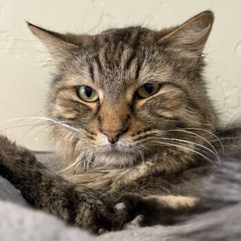 Rescue Domestic Long Hair Cats for Adoption in Tucson, Arizona - Blankie | PetCurious