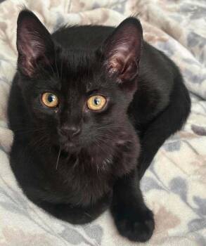 Aurora -  Domestic Short Hair Cat for Adoption in Mississauga, Ontario - Aurora | PetCurious