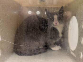 BARN CAT QUINCY -  Domestic Short Hair Cat for Adoption in Kent, Washington - BARN CAT QUINCY | PetCurious
