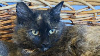 Rescue Tortoiseshell Cats for Adoption in Torrey, Utah - Kelsie | PetCurious