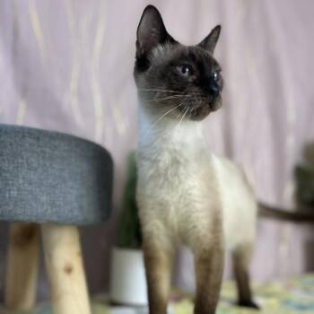 Snowshoe Cats Available for Adoption in Long Beach, Mississippi - Shao | PetCurious