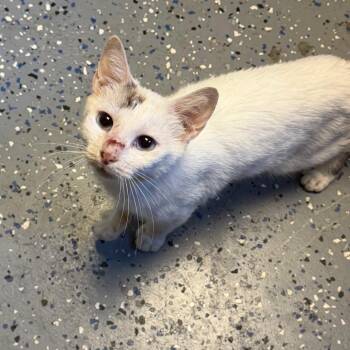 TUSC-Stray-85689 -  Domestic Short Hair Cat for Adoption in Tuscaloosa, Alabama - TUSC-Stray-85689 | PetCurious