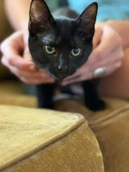 Dopey -  Domestic Short Hair Cat for Adoption in Johnson City, Tennessee - Dopey | PetCurious