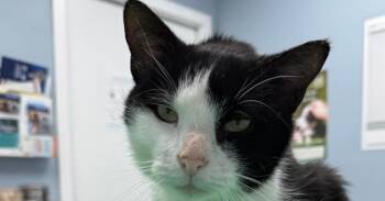 Laddie Leprechaun -  Domestic Short Hair Cat for Adoption in Mount Laurel Township, New Jersey - Laddie Leprechaun | PetCurious