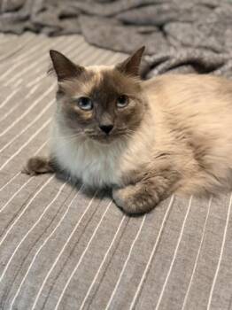 Siamese and Domestic Long Hair Cats Available for Adoption in Liverpool, Texas - Suki | PetCurious