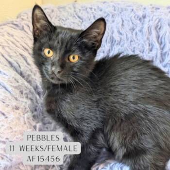 Pebbles -  Domestic Short Hair Cat for Adoption - Pebbles | PetCurious