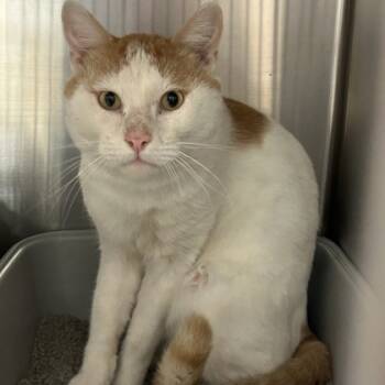 Rescue Domestic Short Hair Cats for Adoption in Farmers Branch, Texas - Biscuit | PetCurious